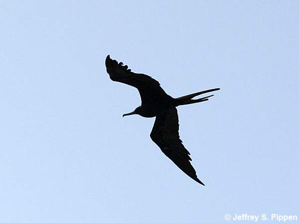 Magnificent Frigatebird (Fregata magnificens)