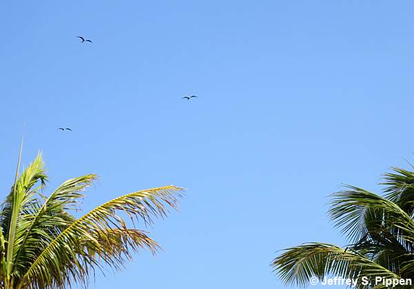 Magnificent Frigatebird (Fregata magnificens)