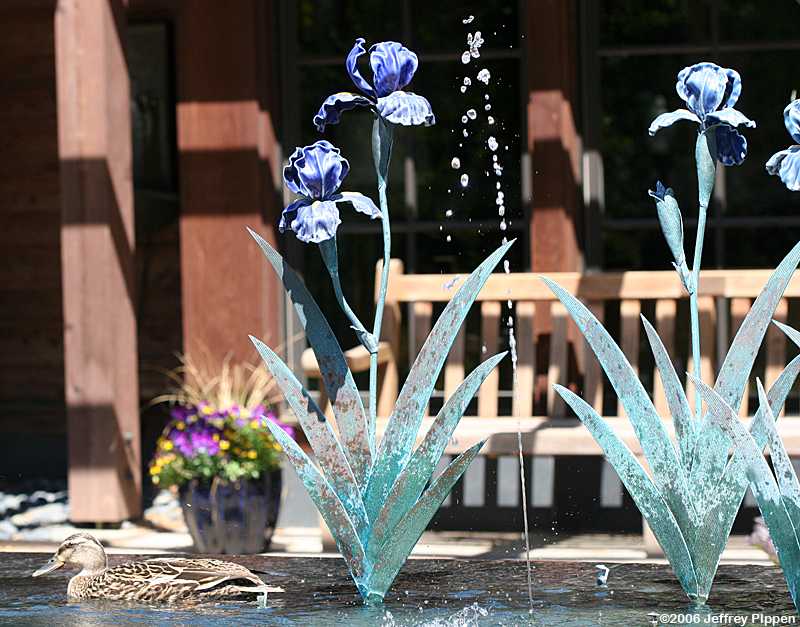 Mallard (Anas platyrhynchos)