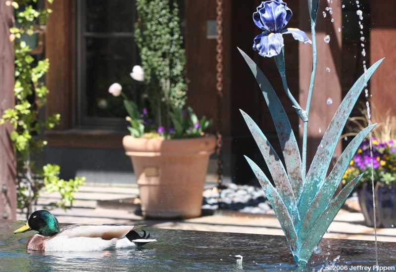 Mallard (Anas platyrhynchos)