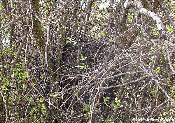 Mallard (Anas platyrhynchos)