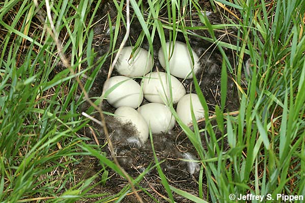 Mallard (Anas platyrhynchos)