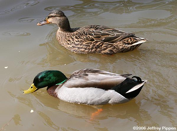 Mallard (Anas platyrhynchos)