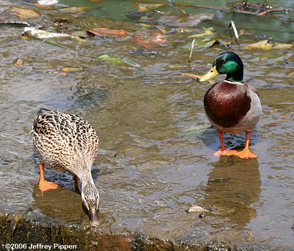Mallard (Anas platyrhynchos)