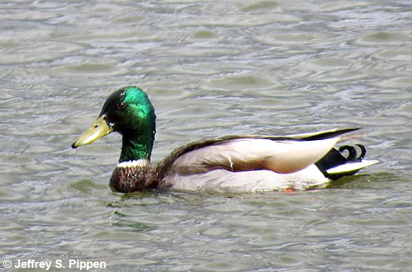 Mallard (Anas platyrhynchos)
