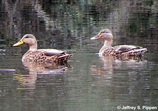 Mottled Duck (Anas fulvigula)