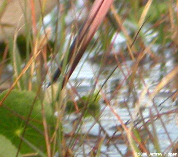 Marbled Godwit (Limosa fedoa)