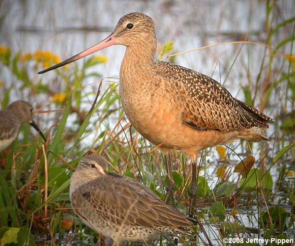 Marbled Godwit (Limosa fedoa)