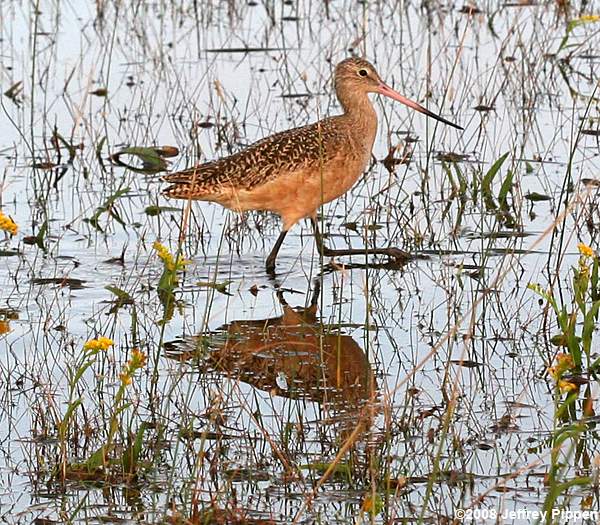 Marbled Godwit (Limosa fedoa)