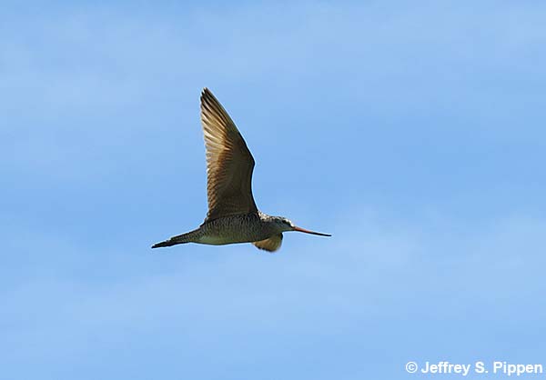 Marbled Godwit (Limosa fedoa)