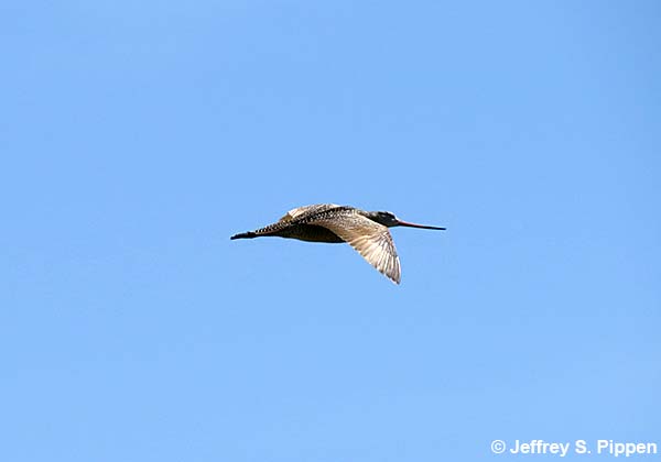 Marbled Godwit (Limosa fedoa)