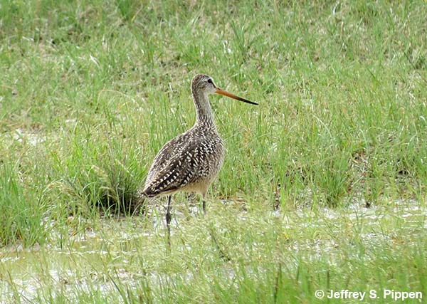 Marbled Godwit (Limosa fedoa)