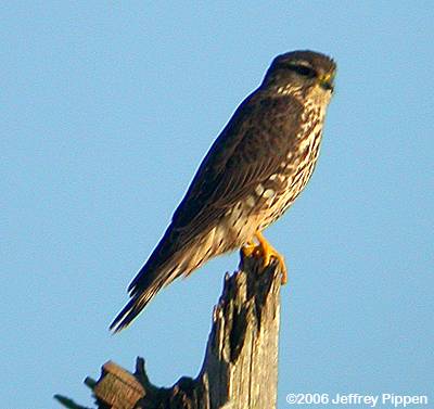 Merlin (Falco columbarius)