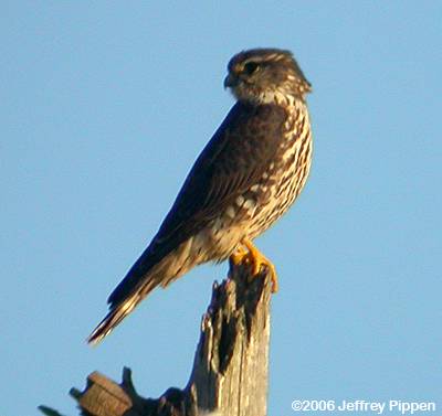 Merlin (Falco columbarius)