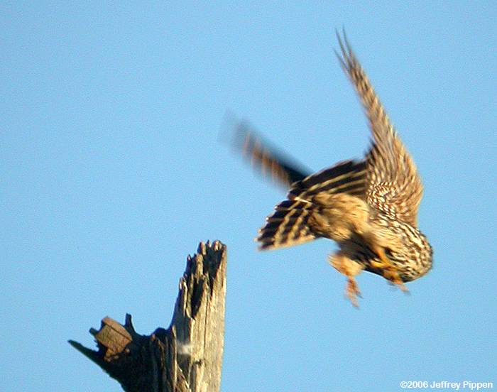 Merlin (Falco columbarius)