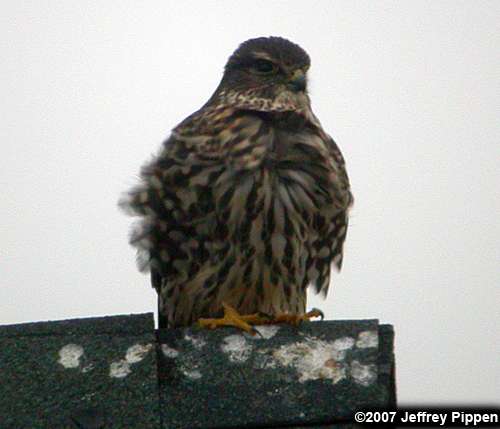 Merlin (Falco columbarius)