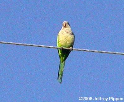 Monk Parakeet (Myiopsitta monachus)