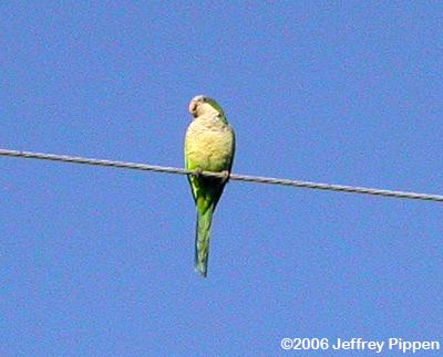 Monk Parakeet (Myiopsitta monachus)
