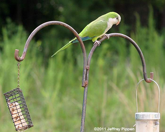 Monk Parakeet (Myiopsitta monachus)