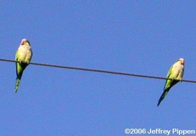 Monk Parakeet (Myiopsitta monachus)