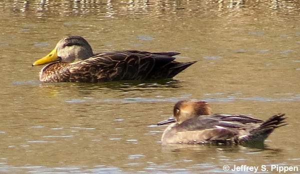 Mottled Duck (Anas fulvigula)
