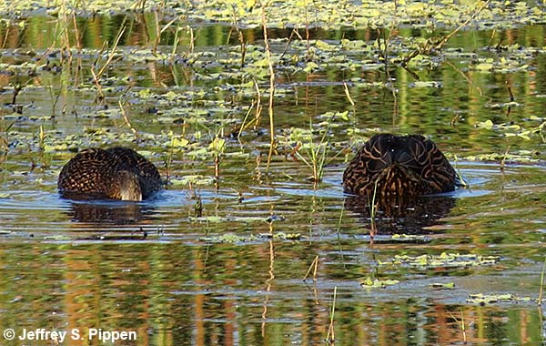 Mottled Duck (Anas fulvigula)