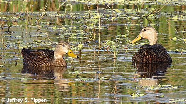Mottled Duck (Anas fulvigula)