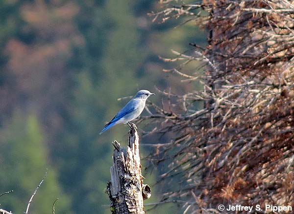 Mountain Bluebird (Sialia currucoides)