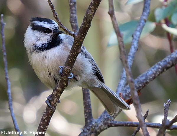 Mountain Chickadee (Poecile gambeli)