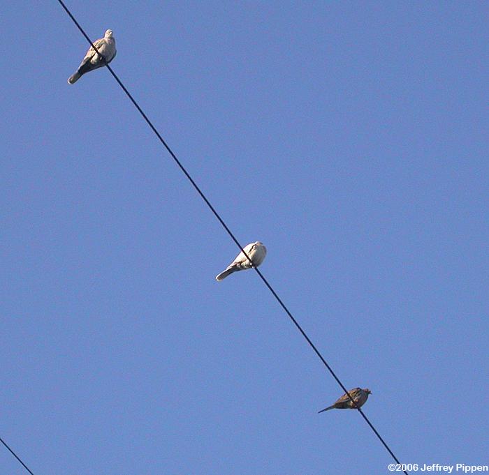 Mourning Dove (Zenaida macroura)
