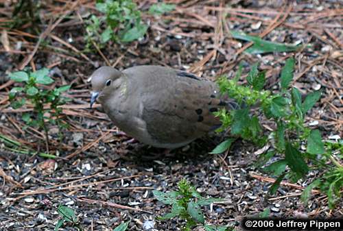 Mourning Dove (Zenaida macroura)