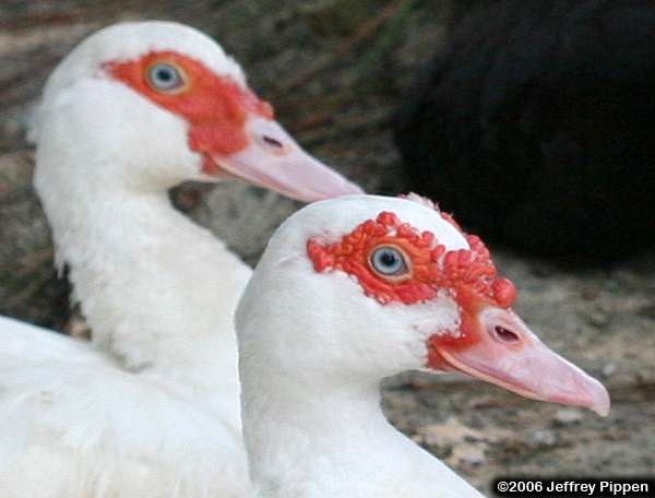Muscovy (Cairina moschata)