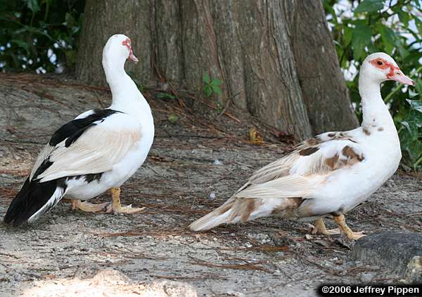 Muscovy (Cairina moschata)