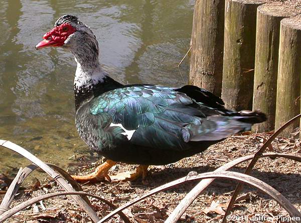Muscovy (Cairina moschata)