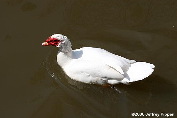 Muscovy (Cairina moschata)