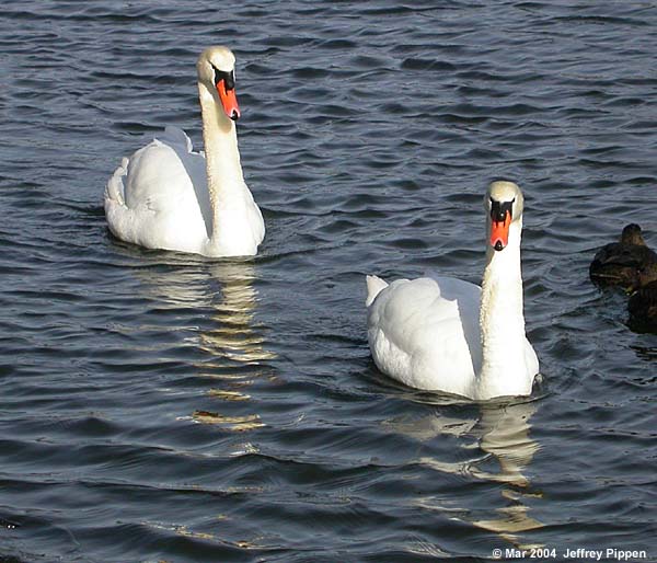 Mute Swan (Cygnus olor)
