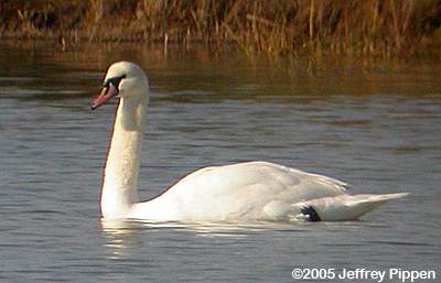 Mute Swan (Cygnus olor)