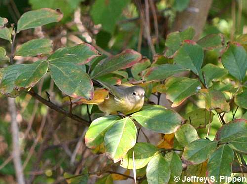 Nashville Warbler (Oreothlypis ruficapilla)