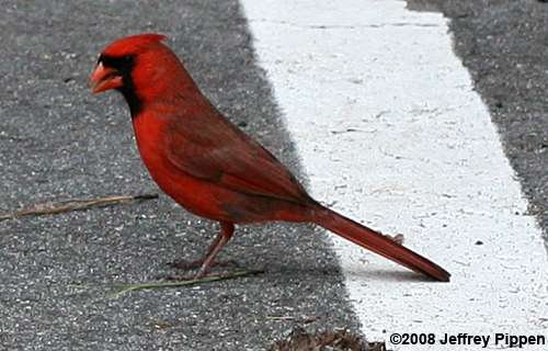 Northern Cardinal(Cardinalis cardinalis)