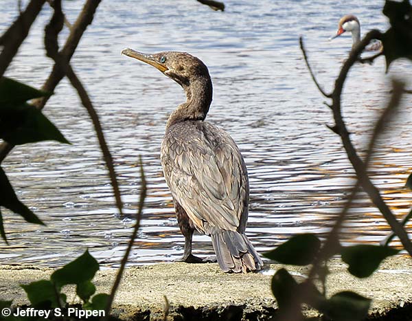 Neotropic Cormorant (Phalacrocorax brasilianus)