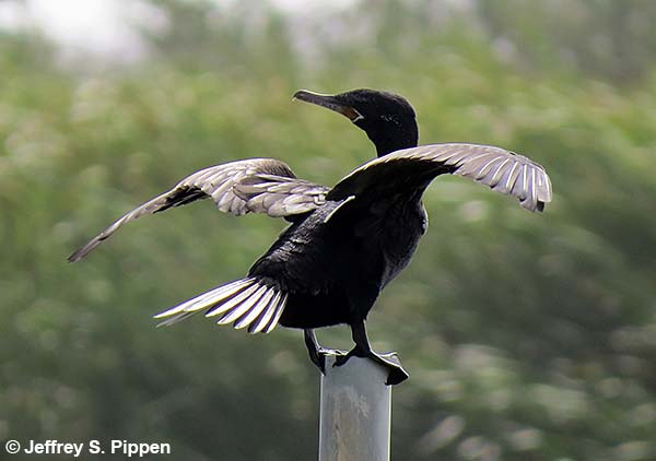 Neotropic Cormorant (Phalacrocorax brasilianus)