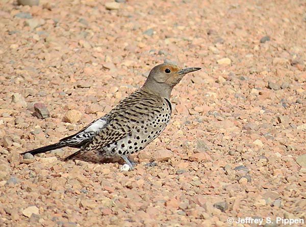 Northern Flicker (Colaptes auratus)