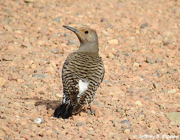 Northern Flicker (Colaptes auratus)