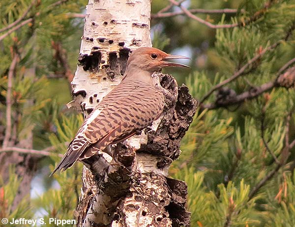 Northern Flicker (Colaptes auratus)