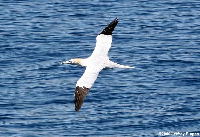 Northern Gannet (Morus bassanus)