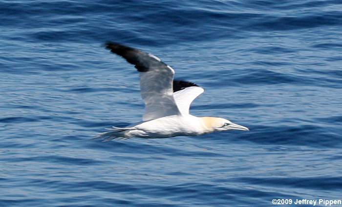 Northern Gannet (Morus bassanus)