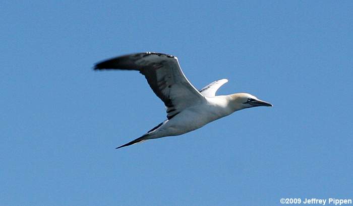 Northern Gannet (Morus bassanus)