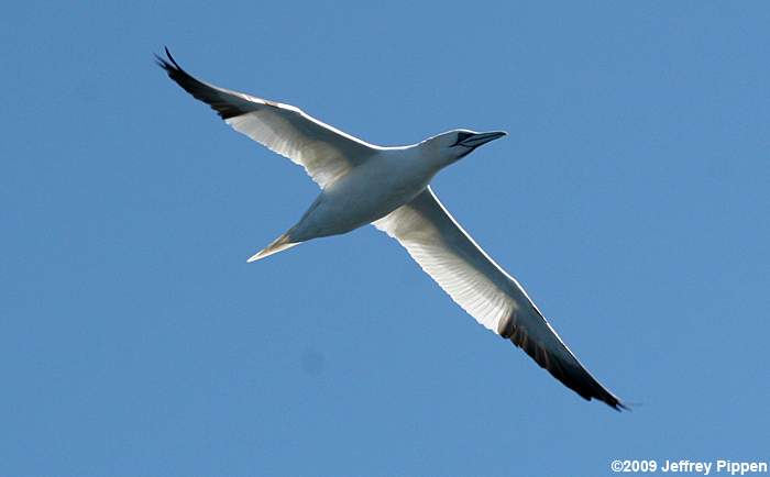 Northern Gannet (Morus bassanus)