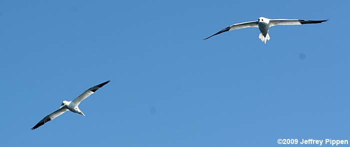 Northern Gannet (Morus bassanus)