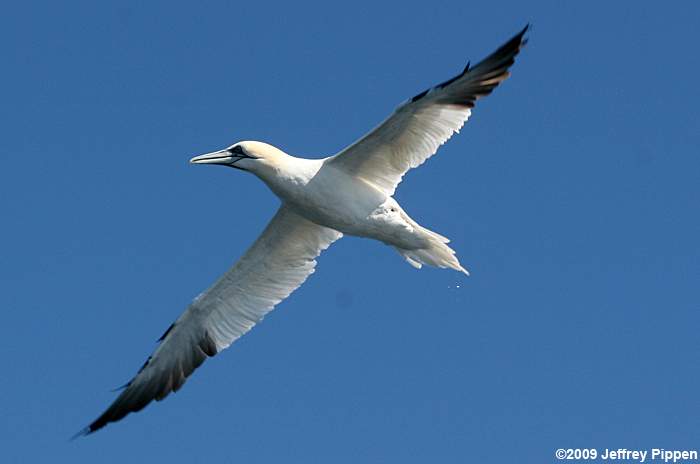 Northern Gannet (Morus bassanus)